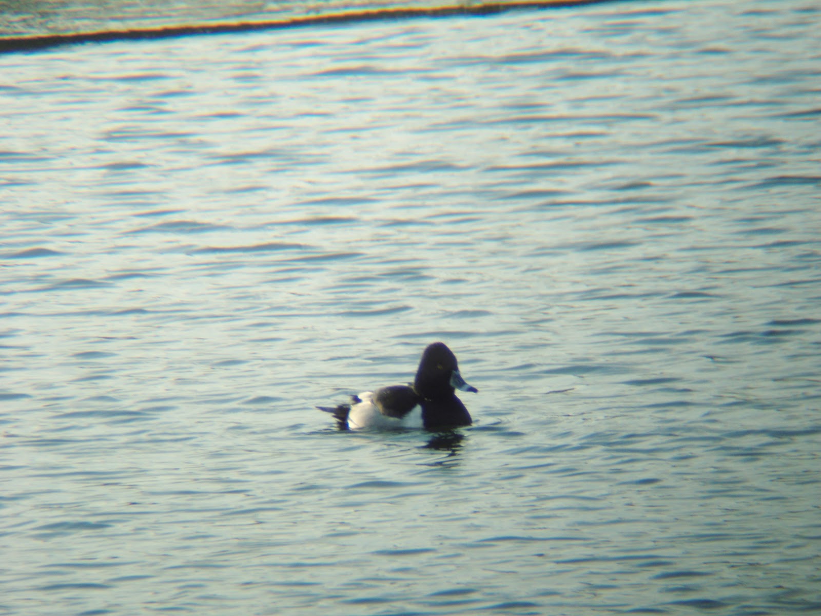 tuftie february duck