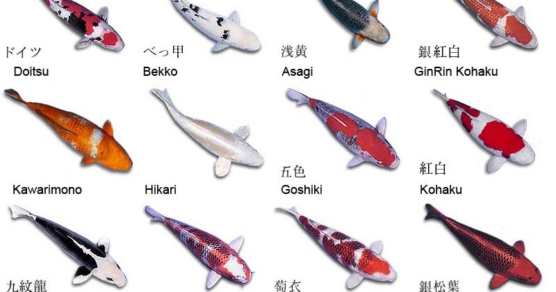 Can Koi Fish Eat Dog Food Can Koi Fish Eat Dog Food