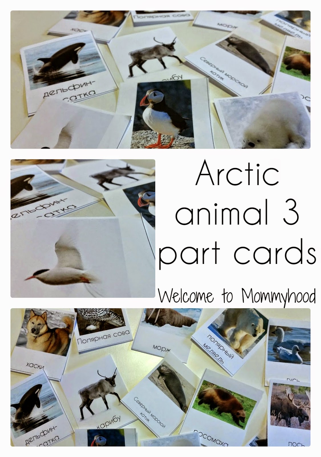 Welcome to Mommyhood: Arctic activities and free printables