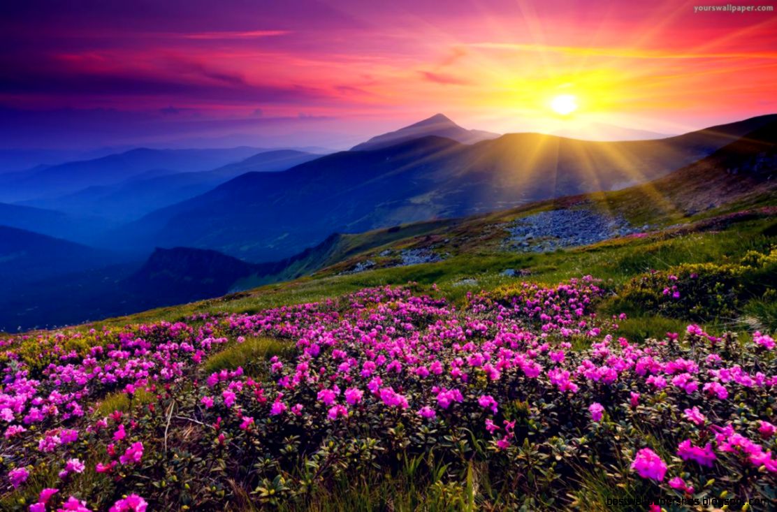 Beautiful mountains flower field Desktop WallpapersHDWallpaper Beautiful mountains flower field Desktop WallpapersHDWallpaper