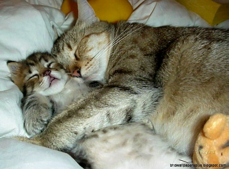 Funny Sleeping Cats 6986622 Funny Sleeping Cats 6986622
