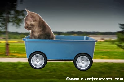 kitten+in+cat+litter+box+with+wheels.jpg