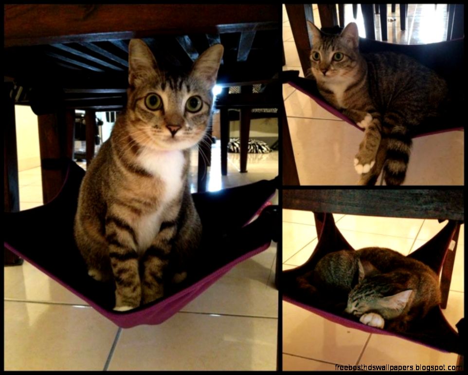 Cat Crib Hammock Cat Crib Hammock