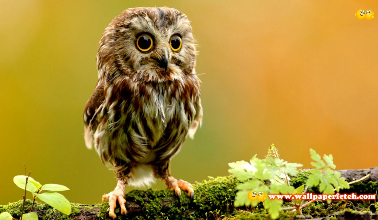 Beautiful Animal Photos HD Wallpapers Pulse Beautiful Animal Photos HD Wallpapers Pulse