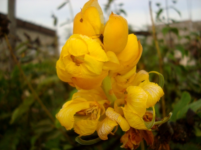Trillium Fae S Nature Blog April Flowers