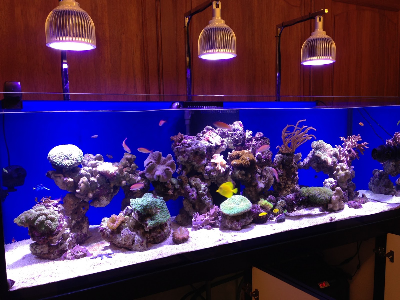 First tank 75g the planted tank forum