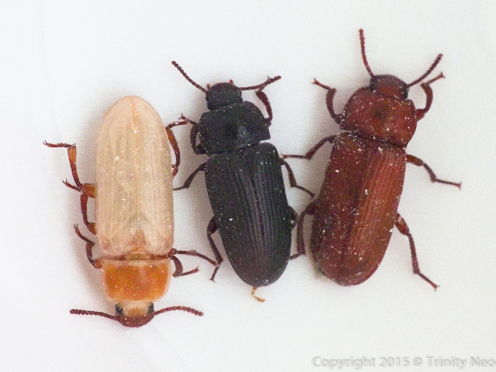 A Little Dose of Me Darkling Beetle Life Cycle