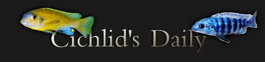 Cichlids Daily