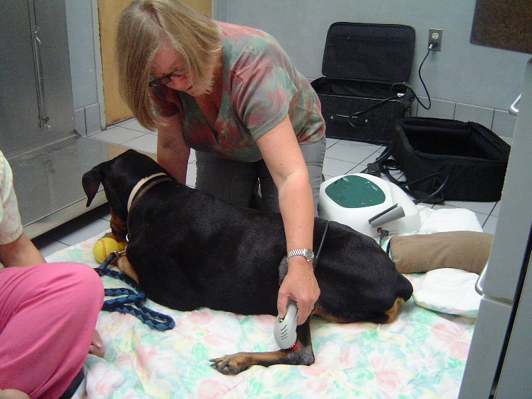 Physical Therapy in the Veterinary World Dawg Business It's Your Dog