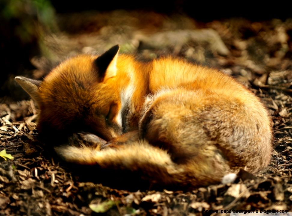 Red Fox Sleeping HD desktop wallpaper High Definition Red Fox Sleeping HD desktop wallpaper High Definition