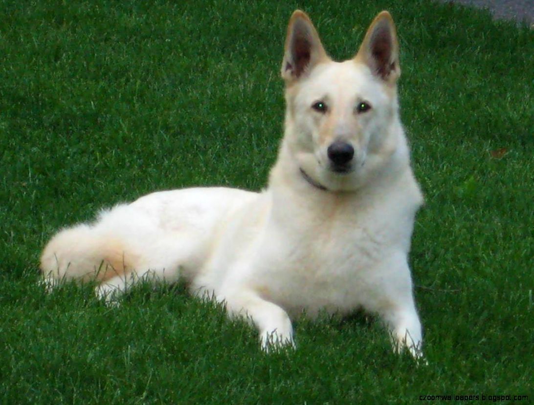 german shepherd dog wallpaper german shepherd dog wallpaper