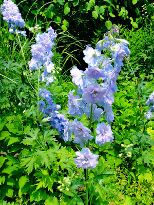 Iris flowers at Sunken Garden in Gapyeong