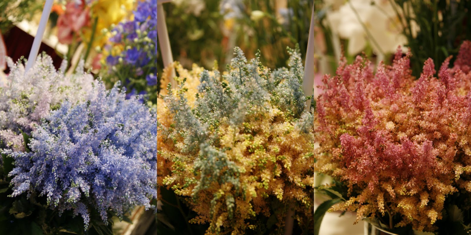 blue astilbe
