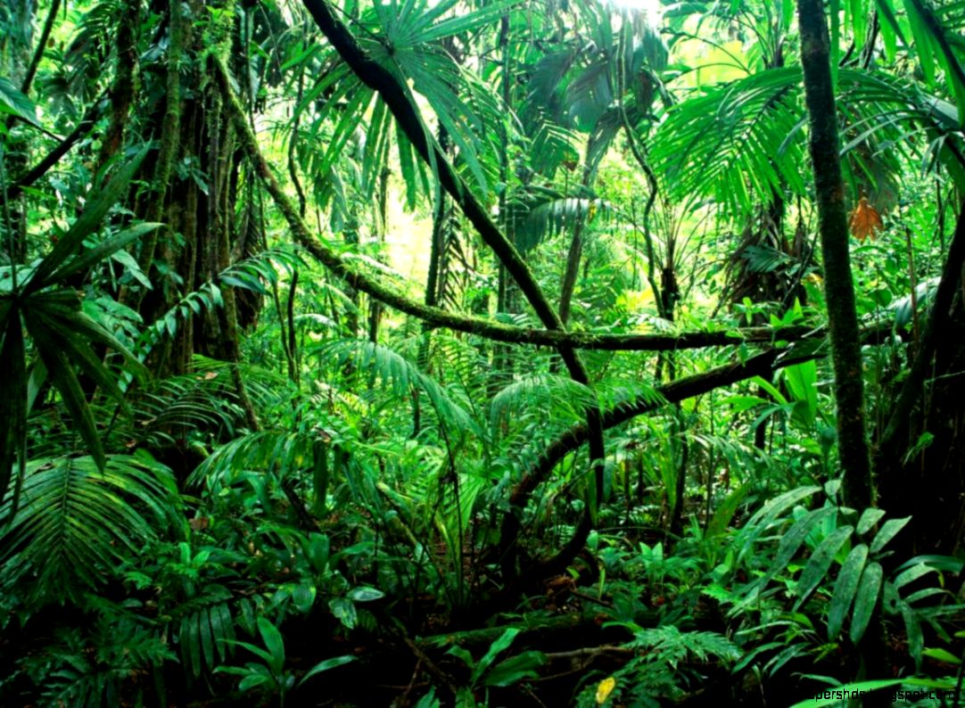 Amazon Forest 1152x864 WallpapersAmazon Forest 1152x864 Amazon Forest 1152x864 WallpapersAmazon Forest 1152x864