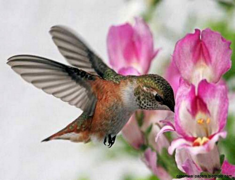 Hummingbird HD Wallpapers Pictures Images Backgrounds Photos Hummingbird HD Wallpapers Pictures Images Backgrounds Photos