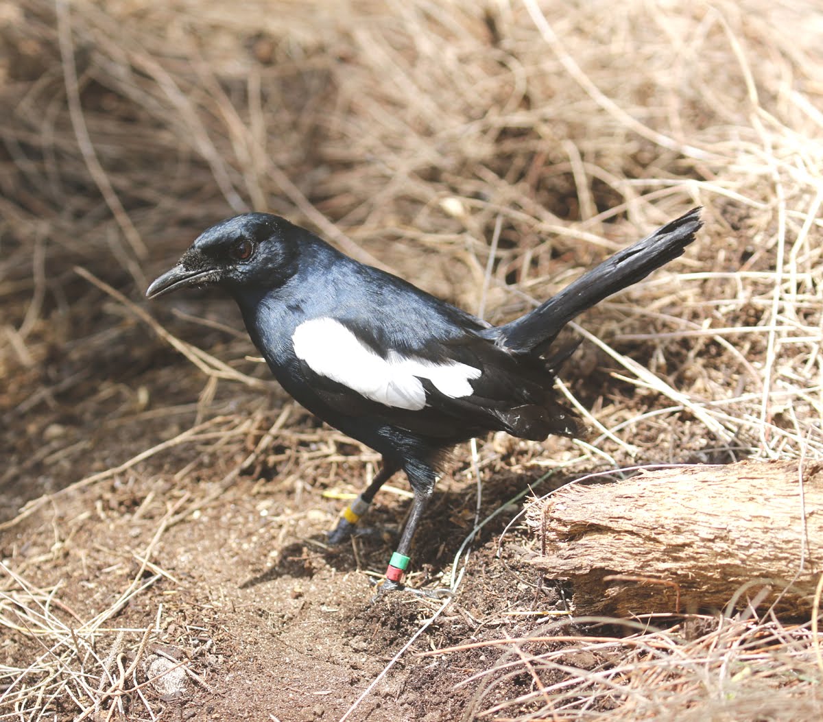 Seychelles Magpie Robin