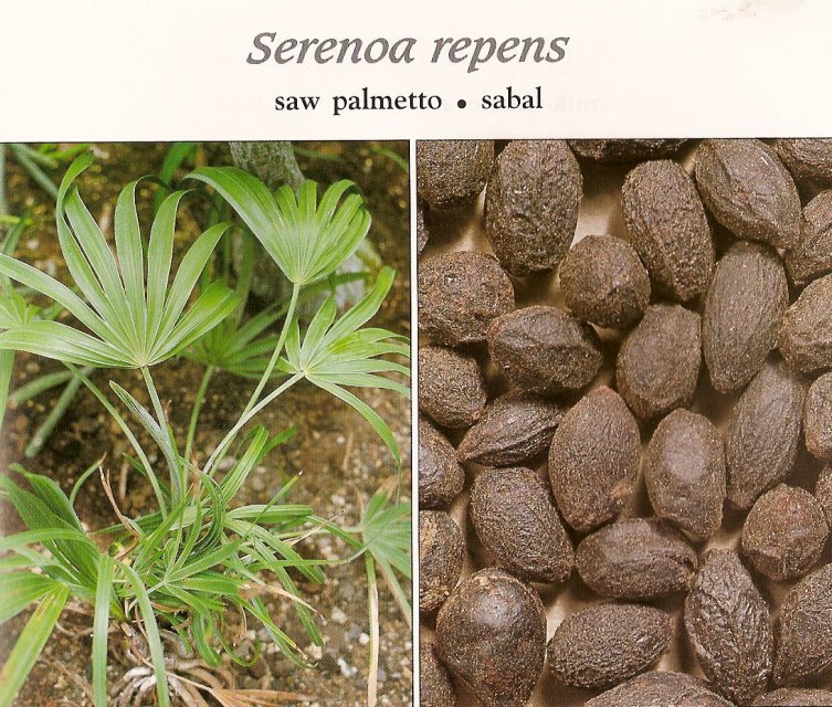 Traditional and Modern Treatment for Hair Loss Saw Palmetto Able to Stop Hair Loss in Men