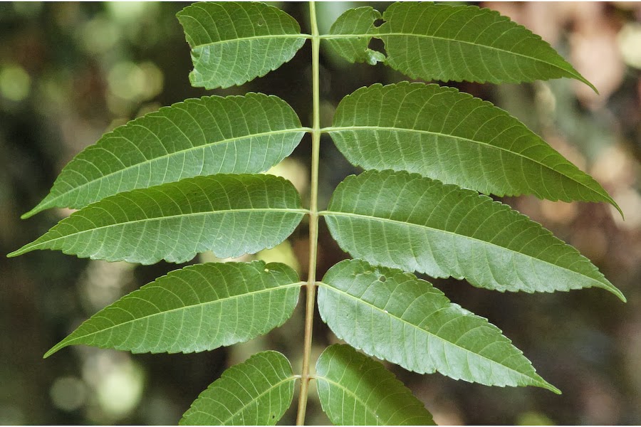 The Bogo Tree The Bogo Times City of Bogo and 4th District of Cebu