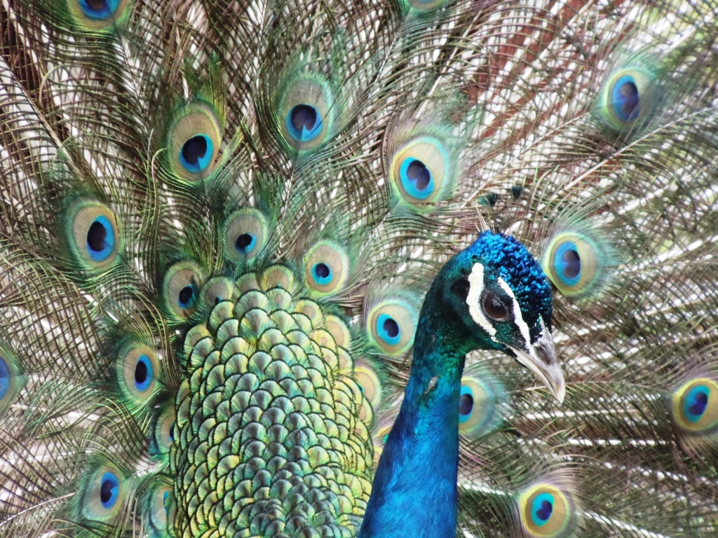 Photos on Friday Peacock opens his feathers at Kidwell Farm Things