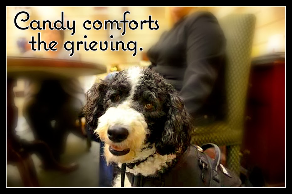 adopt a trained therapy funeral fund provides therapy at a dallas adopt a trained therapy funeral fund provides therapy at a dallas