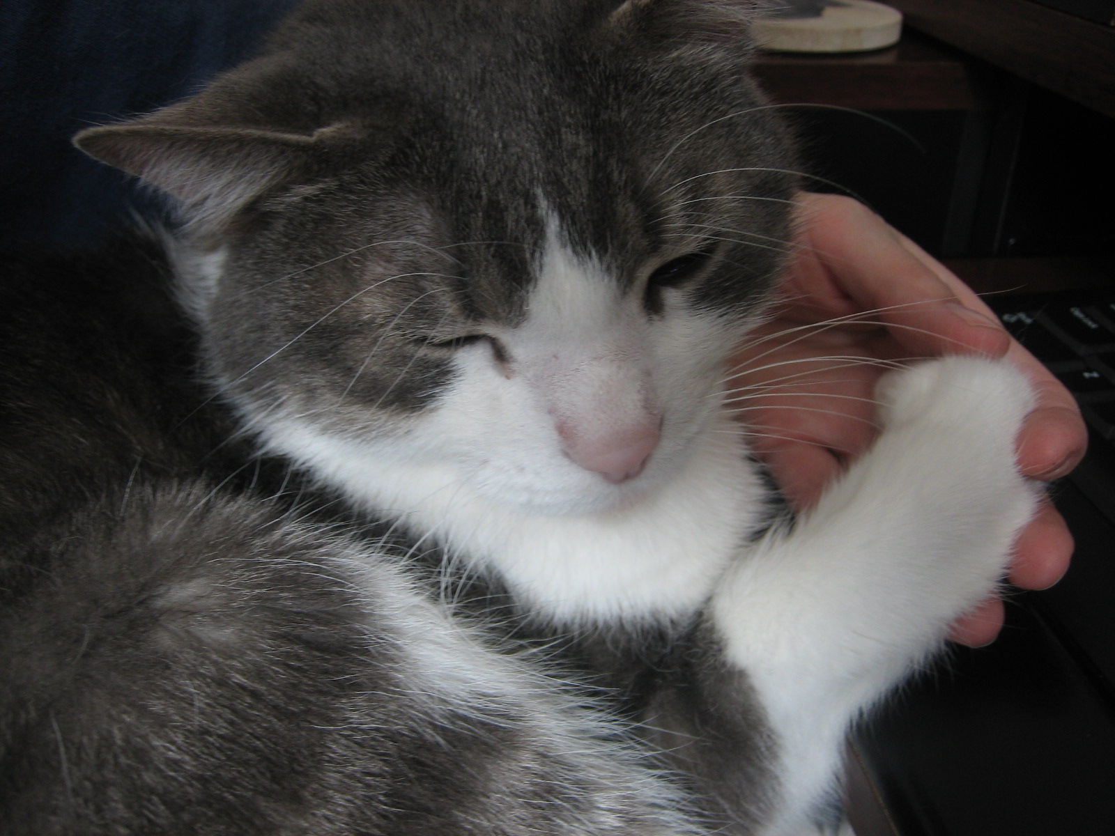 It's all about the cats! Real man(cats) hold hands