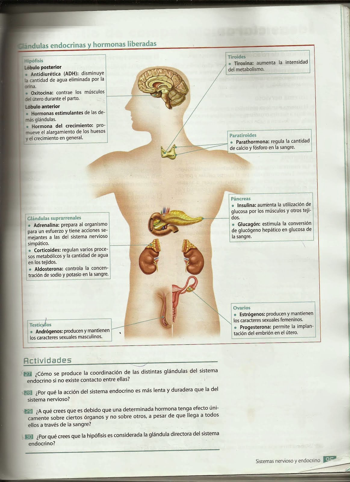 Libro Biología 3 ESO SISTEMA ENDOCRINO