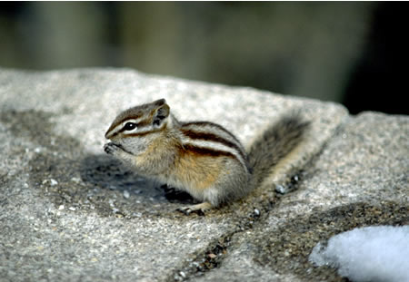 chipmunk as pets