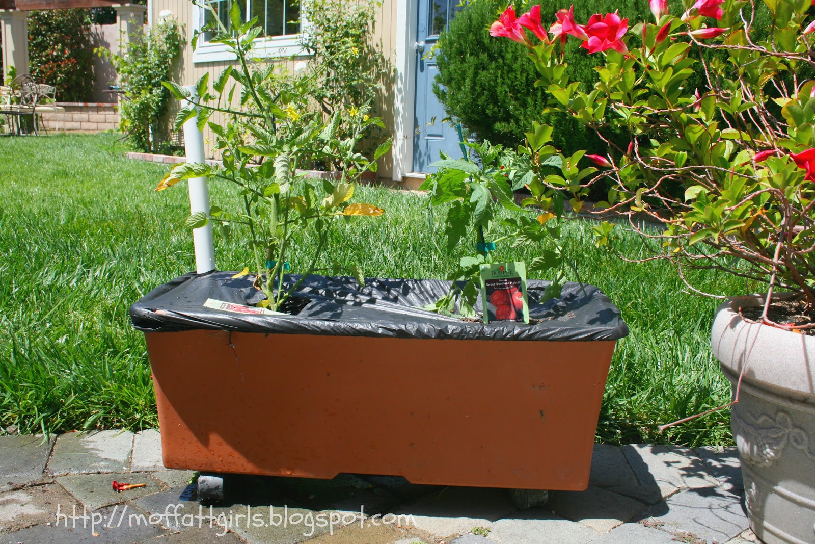 Our Earthbox Garden!