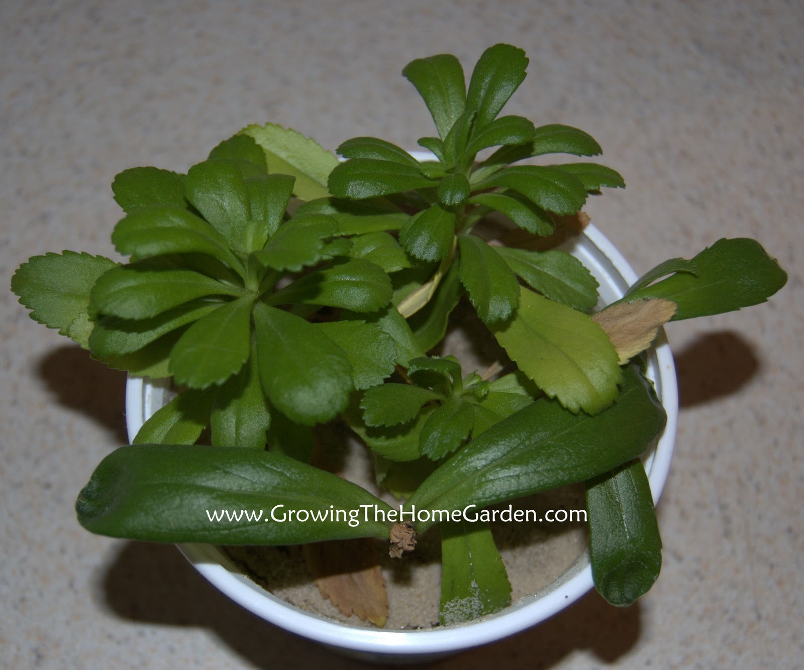 How to Propagate Montauk Daisy Growing The Home Garden