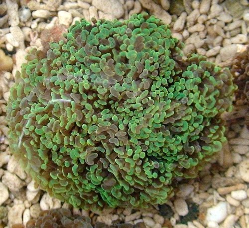 green anchor coral