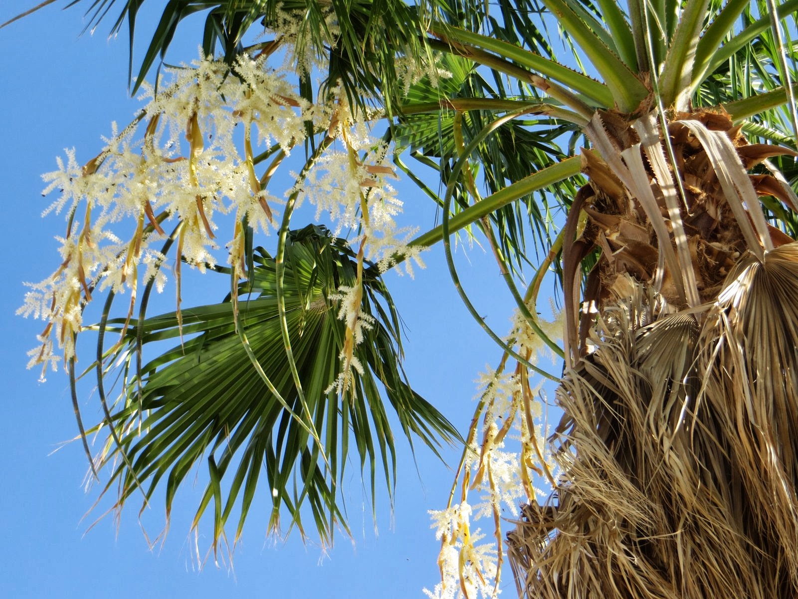 Palm Creek Update Bees abuzz in the trees above