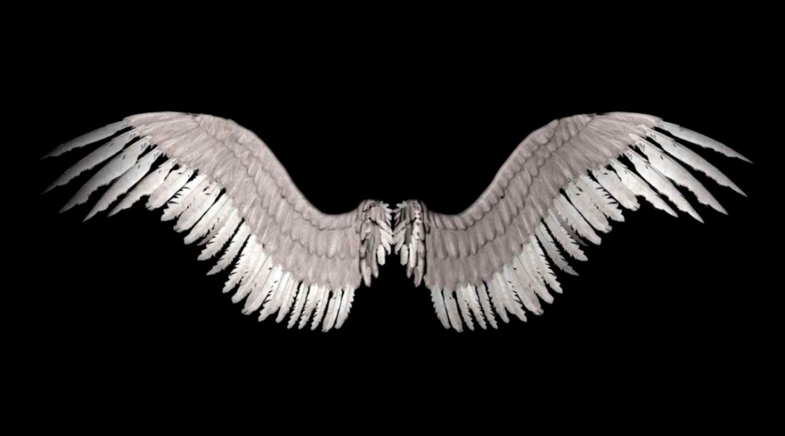 Angel Wings Wallpapers Wallpaper Cave Angel Wings Wallpapers Wallpaper Cave