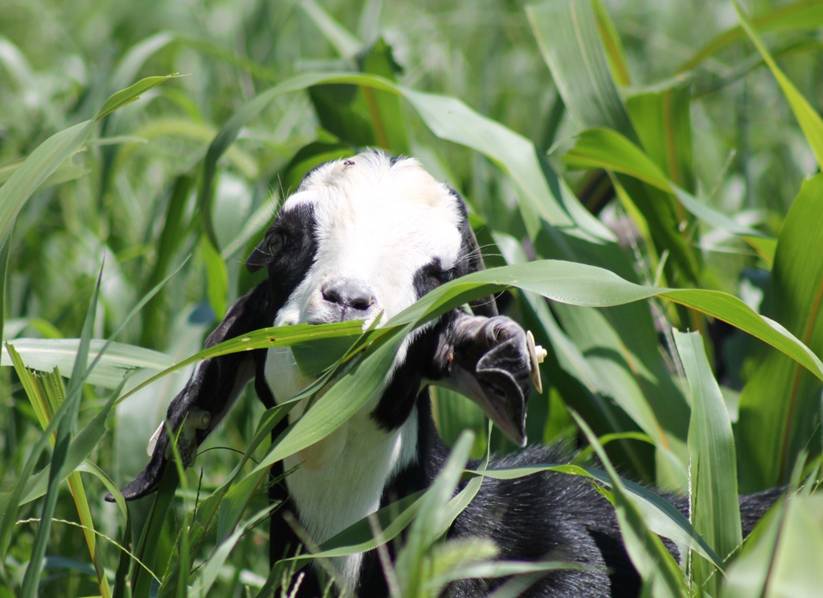 Western Maryland PastureBased Meat Goat Performance Test Goats Are