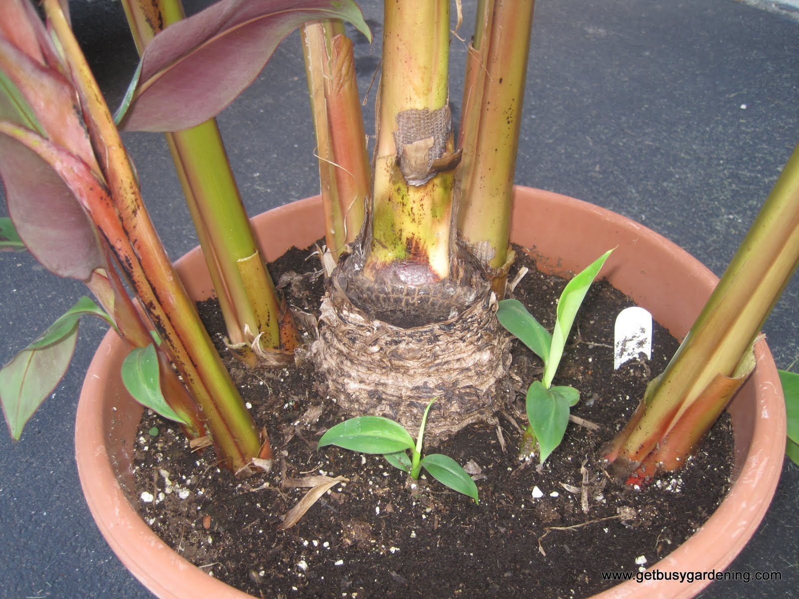 How To Propagate Banana Plants Get Busy Gardening