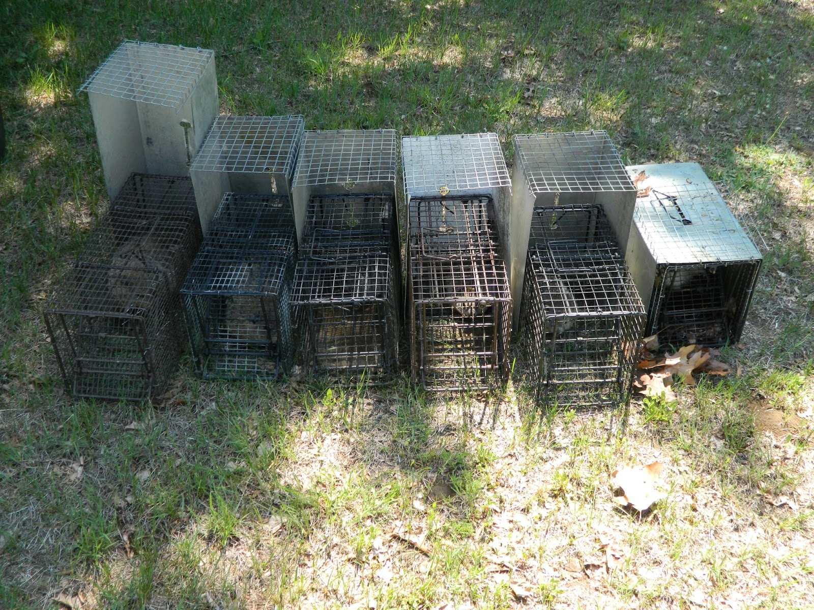 A Pair of Flying Squirrels taken in a 5x5x24 Comstock Live Squirrel Cage  Trap - Comstock Custom Cages