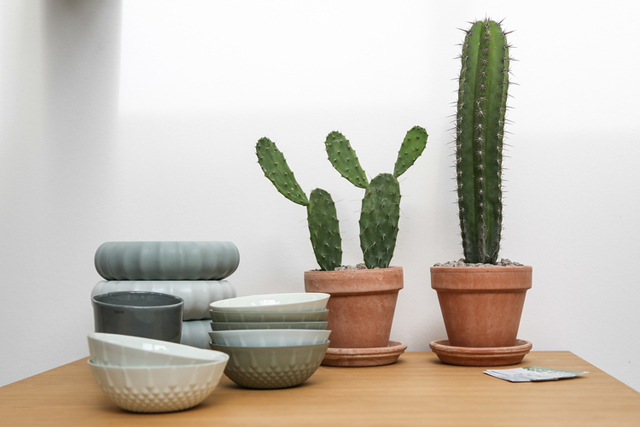 Cactus y suculentas de estilo nórdico minimalista Cactus y suculentas de estilo nórdico minimalista