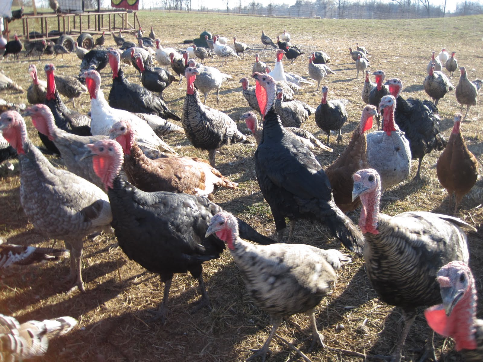 turkey stockbroker reports