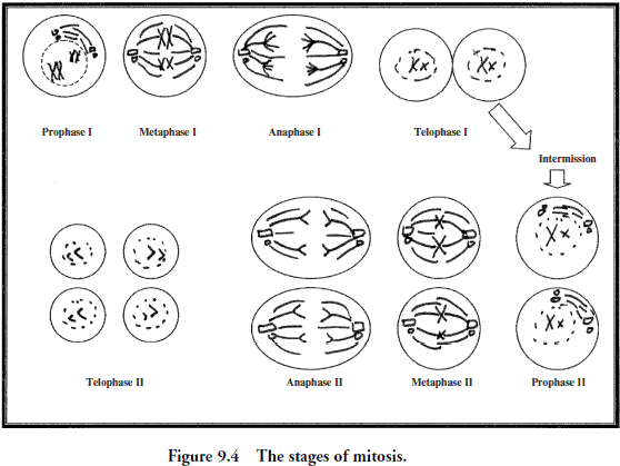 Printables Worksheet 3.9 Mitosis Sequencing Answer Key phases of meiosis worksheet answer key davezan davezan