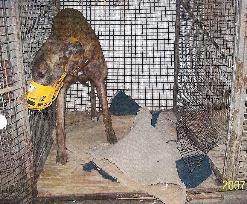 Saving Greys, by GREY2K USA Worldwide 28 Greyhounds Suffer Serious