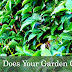 How Does Your Garden Grow - The Pond