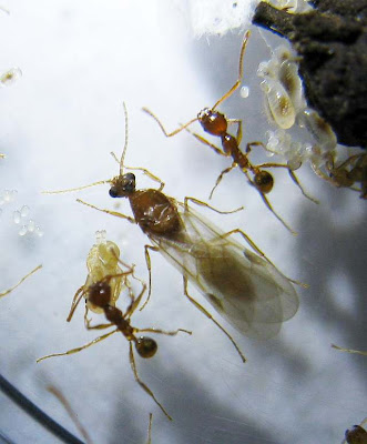 Male alate and workers of Pheidole sp
