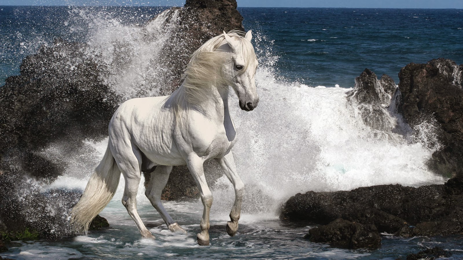 Fondo de Pantalla Animales caballo blanco | San Valentín - Imagenes de amor