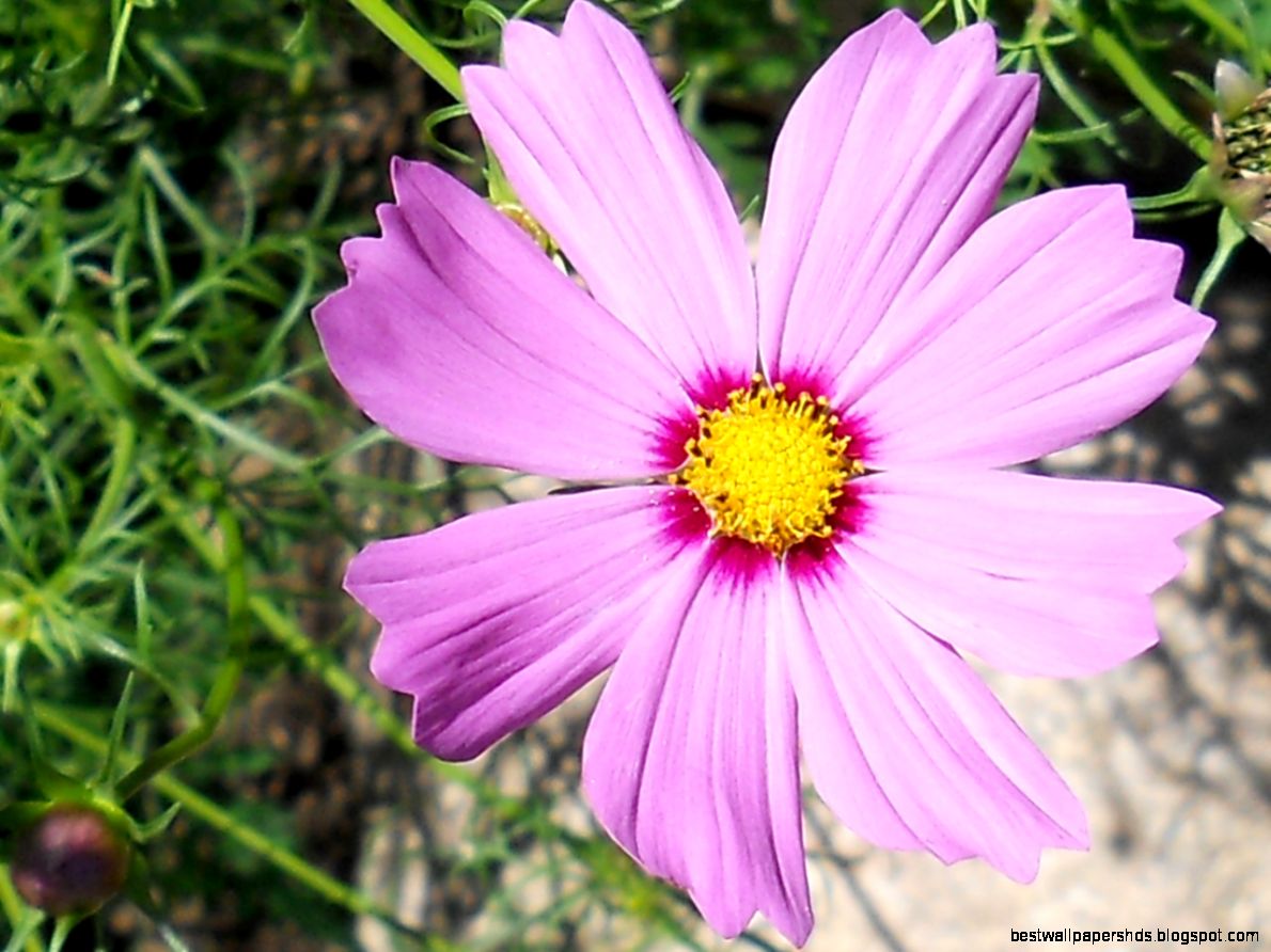 purple flower purple flower