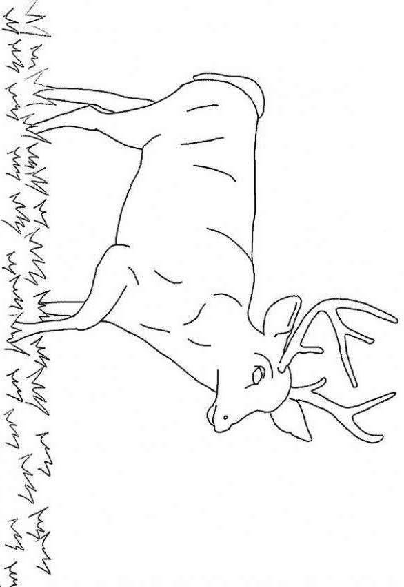 For Education New Animal Deer Coloring Pages