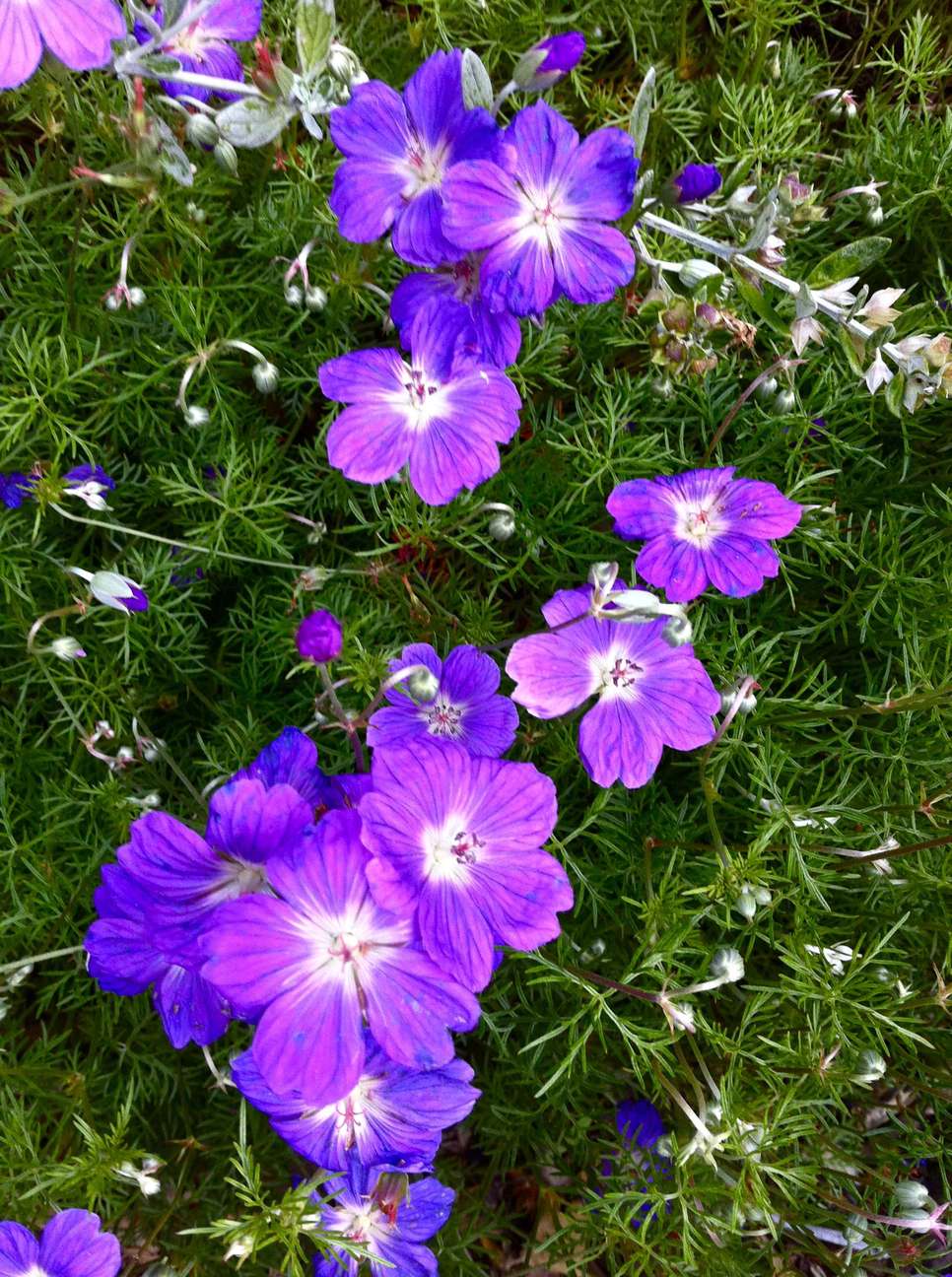 THE CITIZEN ROSEBUD Sprung