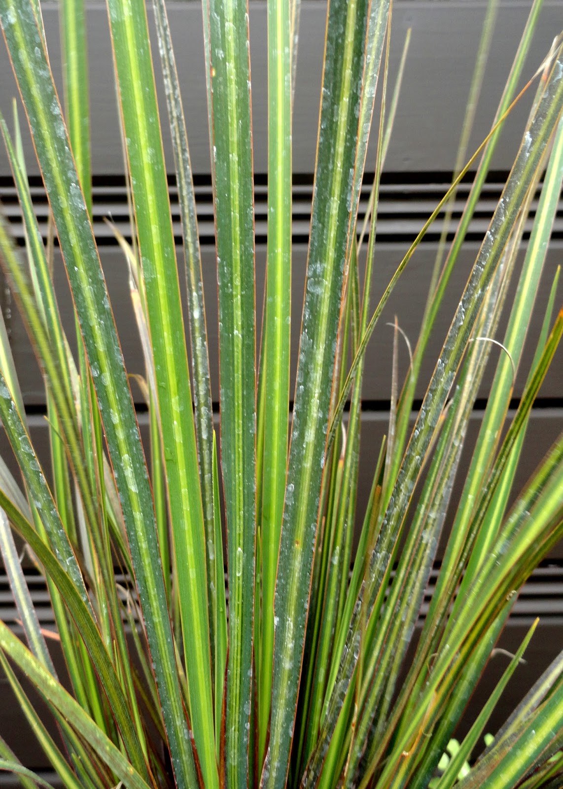 Pittosporum Stock Photos Pittosporum Stock Images Alamy