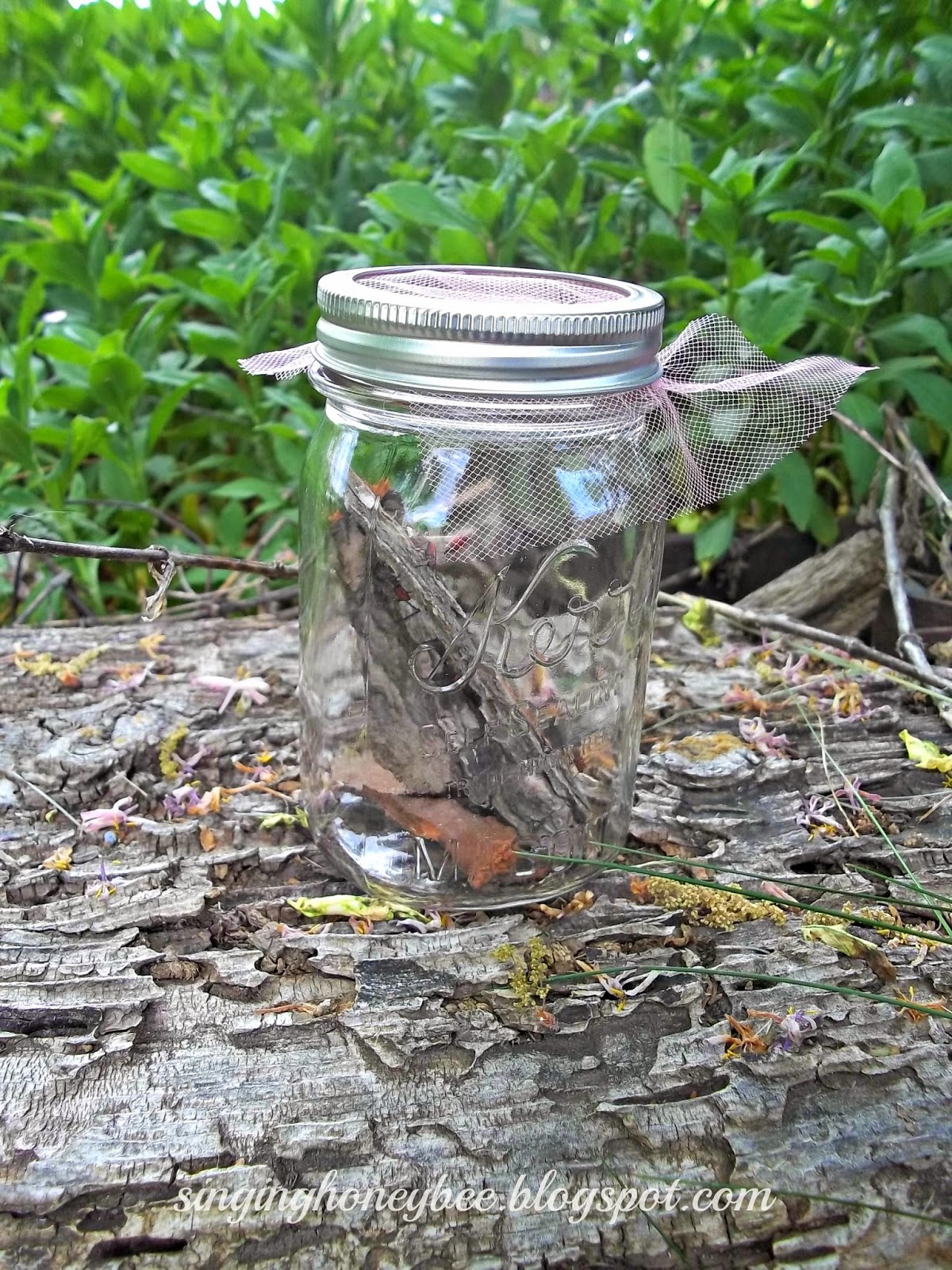 Singing Honey Bee Mason Jar Bug Catcher
