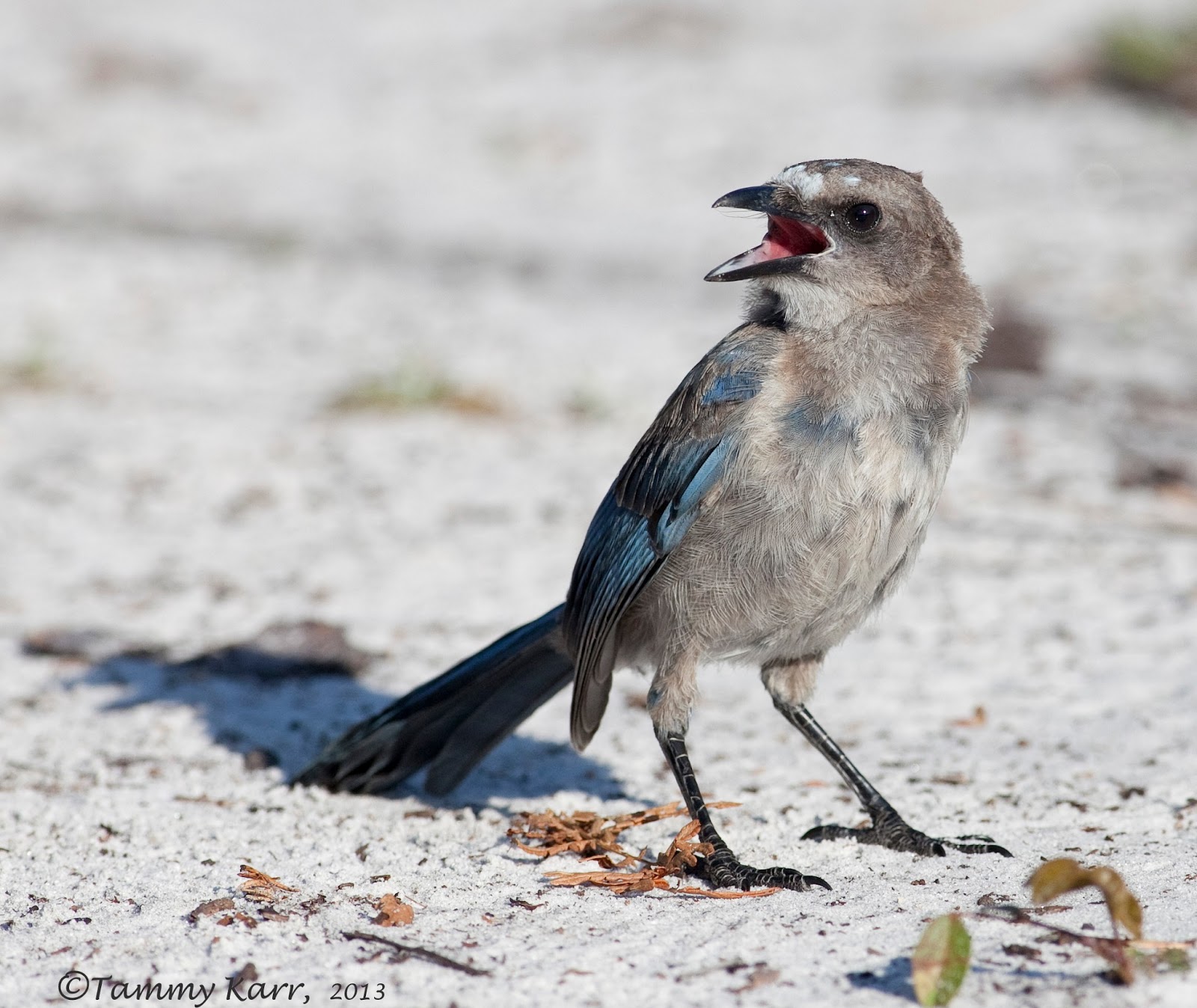 i heart florida birds the joys of parenting i heart florida birds the joys of parenting