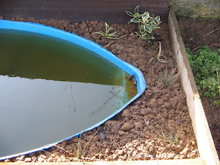 pond grasses planted