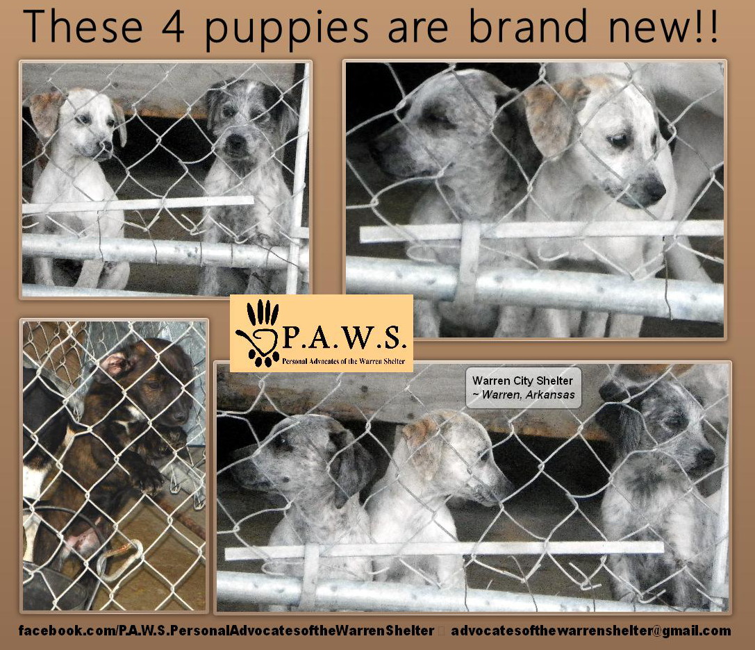 Features New Puppies at the Shelter Up for Adoption